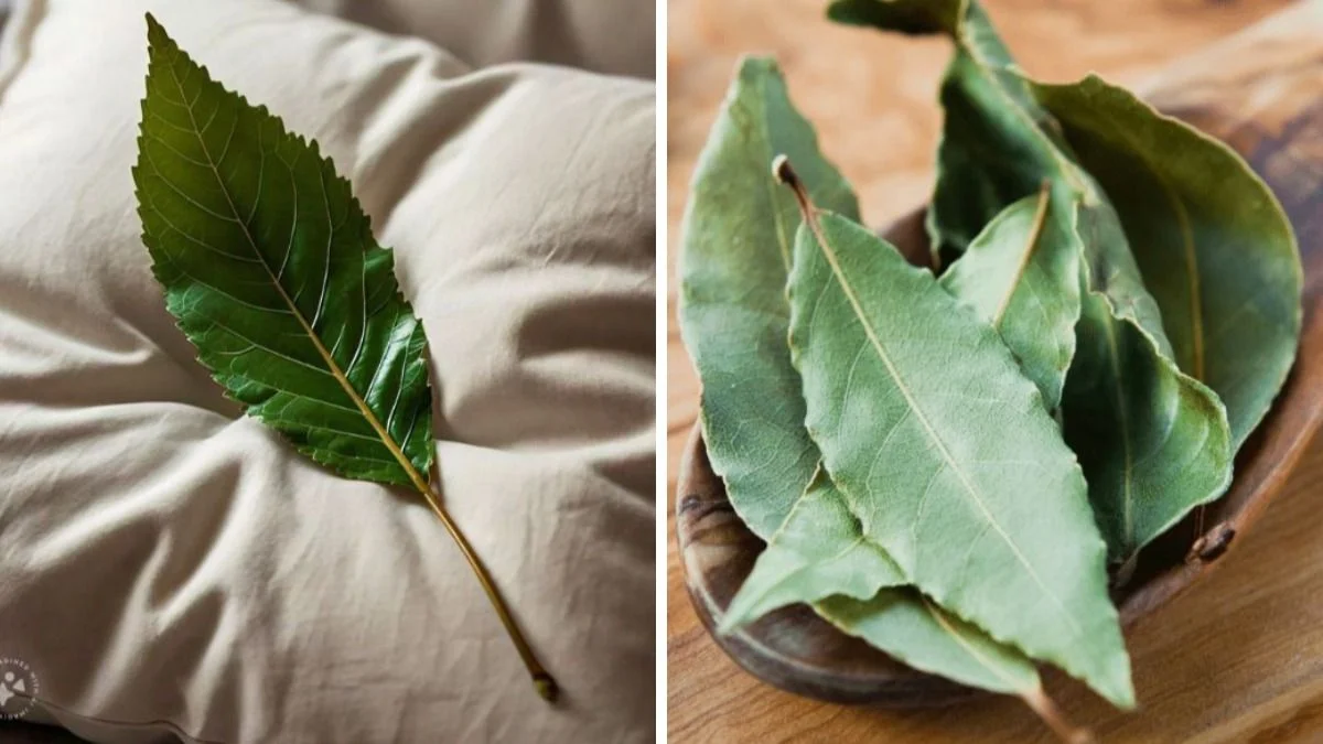 Cómo se usan las hojas de laurel según el Feng Shui.