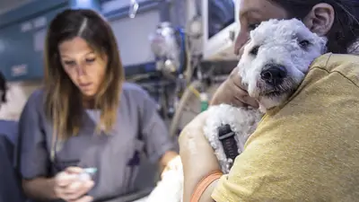 Veterinaria atendiendo perro. Veterinaria atendiendo perro.