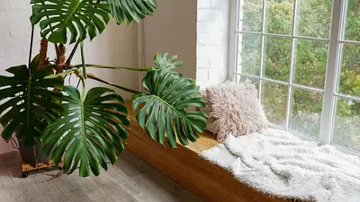 Plantas de interior Plantas de interior