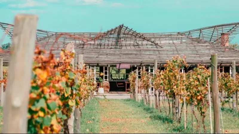 Viñedo
