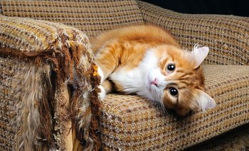 5 trucos para sacarle lindas fotos a tu gato y que se quede quieto | Truco