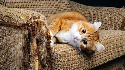 Por qué los gatos no se dejan sacar fotos. Por qué los gatos no se dejan sacar fotos.