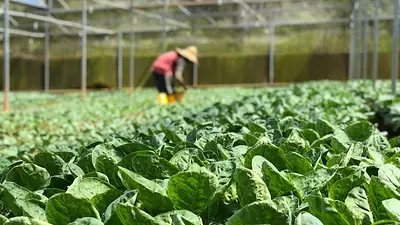 Con 660 productores, Misiones impulsa la horticultura comercial y reduce la dependencia de importaciones Con 660 productores, Misiones impulsa la horticultura comercial y reduce la dependencia de importaciones