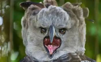 Volvió después de 20 años: reaparece un animal extinto en Sudamérica que caza mamíferos | Animales