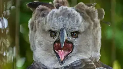 Volvió después de 20 años: reaparece un animal extinto en Sudamérica que caza mamíferos sin compasión Volvió después de 20 años: reaparece un animal extinto en Sudamérica que caza mamíferos sin compasión