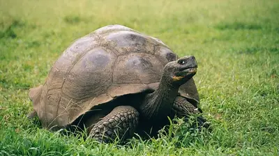 Murió Gramma, la tortuga gigante de Galápagos que vivió 141 años en el Zoológico de San Diego. Su historia y el legado de una de las especies más longevas. Murió Gramma, la tortuga gigante de Galápagos que vivió 141 años en el Zoológico de San Diego. Su historia y el legado de una de las especies más longevas.