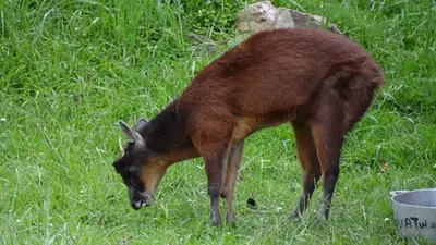 Andinocervus rufinus Andinocervus rufinus