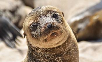 Qué hacer si encontras un lobo marino en la playa de la Costa Atlántica | Animales