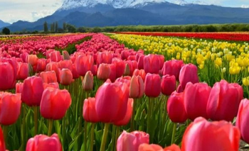 La Keukenhof argentina: la ciudad que produce más de 3 millones de tulipanes | Escapadas