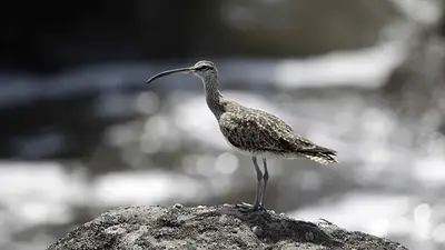 Una mala noticia para la humanidad: se extinguieron 44 especies en 2025 Una mala noticia para la humanidad: se extinguieron 44 especies en 2025