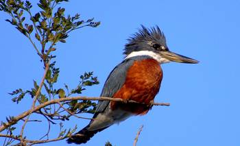 Es el pájaro de la abundancia y los colores más hermosos, pero solo vive 10 años | Naturaleza