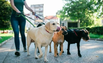 Es adiestrador de perros y reveló el motivo del mal comportamiento en los paseos | Mascotas
