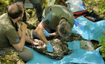 Conmoción por el nacimiento de una cría de un animal protegido | Animales