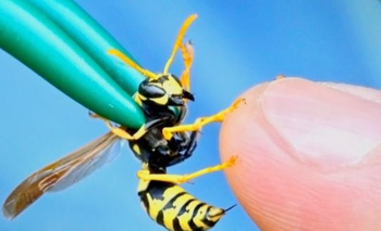 Invasión de avispas carnívoras: qué síntomas produce y cómo evitar su picadura | Alerta sanitaria