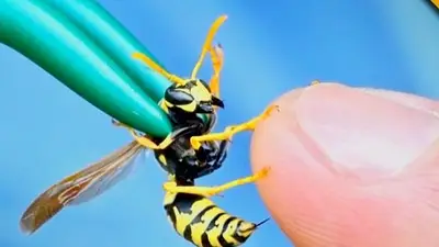 Invasión de avispas carnívoras: qué síntomas produce y cómo evitar su picadura Invasión de avispas carnívoras: qué síntomas produce y cómo evitar su picadura