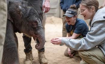 Nació la primera cría de un elefante asiático en el Zoo de Washington en 25 años | Animales