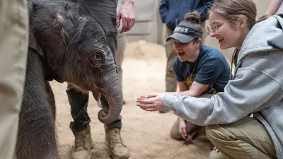 Nació la primera cría de un elefante asiático en el Zoo de Washington en 25 años Nació la primera cría de un elefante asiático en el Zoo de Washington en 25 años