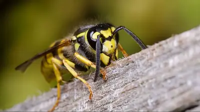 avispa chaqueta amarilla. avispa chaqueta amarilla.