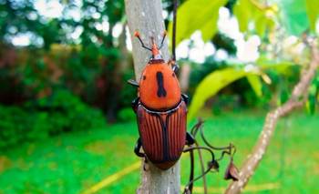Alerta sanitaria: declararon la emergencia por el picudo rojo de las palmeras | Senasa