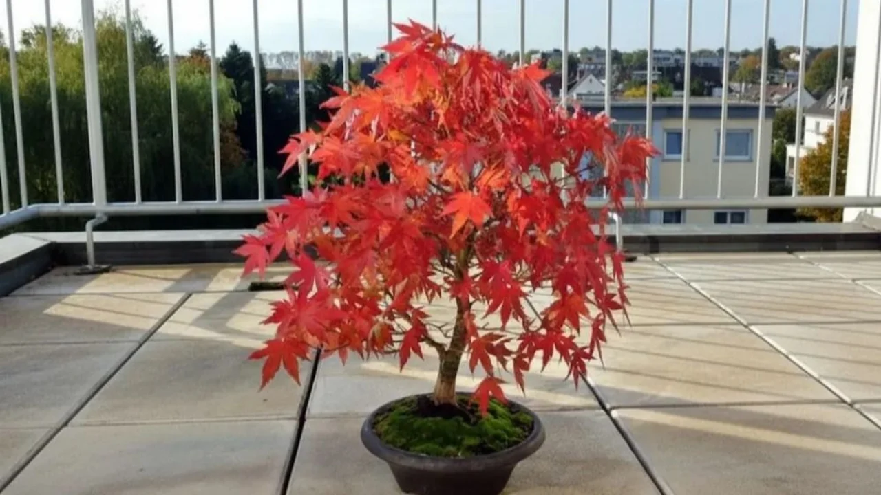 arce japones