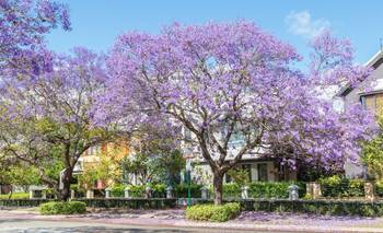 Ultima oportunidad: el hermoso árbol nativo que tenés que plantar antes de marzo | Plantas
