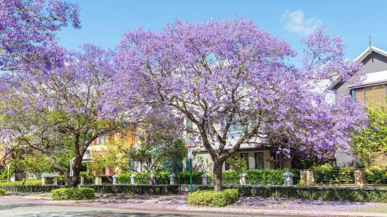 Jacarandá.