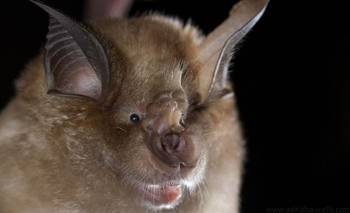 Científicos descubrieron el animal qué podría causar la próxima pandemia | Salud