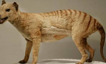 Extraen el ADN de un animal extinto hace 130 años que cambia la ciencia | Animales