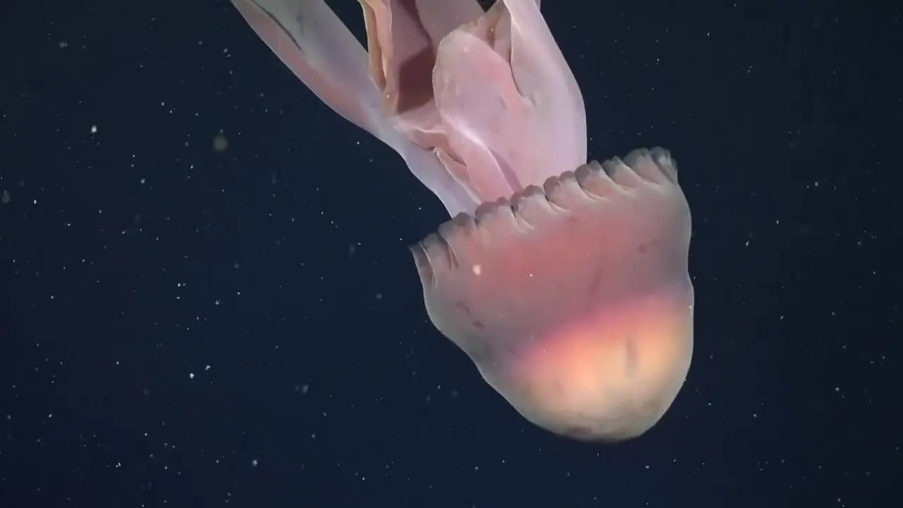 Descubrimientos