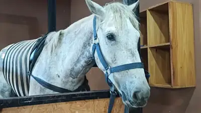 Lo rescataron del maltrato animal y tuvieron que pedir ayuda para su cirugía: la historia de Patroclo, el caballo que intenta sobrevivir Lo rescataron del maltrato animal y tuvieron que pedir ayuda para su cirugía: la historia de Patroclo, el caballo que intenta sobrevivir