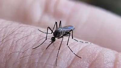 Mosquito. Mosquito.