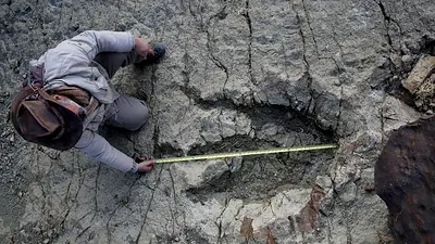 Un nuevo método de IA ayuda a identificar qué dinosaurio dejó qué huellas Un nuevo método de IA ayuda a identificar qué dinosaurio dejó qué huellas