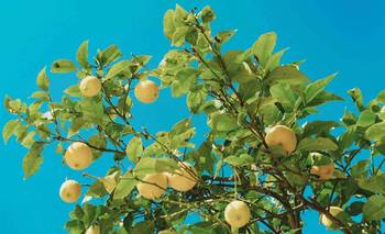 Ponerle miel al limonero: el viejo truco de los jardineros | Trucos caseros