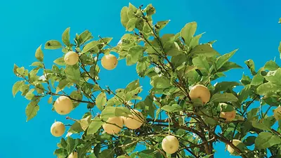 Limonero Limonero