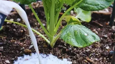 Regar las plantas Regar las plantas