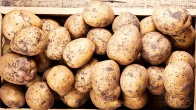 papas. papas.