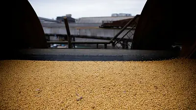 Cosecha de soja de Brasil 2025/26 alcanza 16% de la superficie, según AgRural Cosecha de soja de Brasil 2025/26 alcanza 16% de la superficie, según AgRural