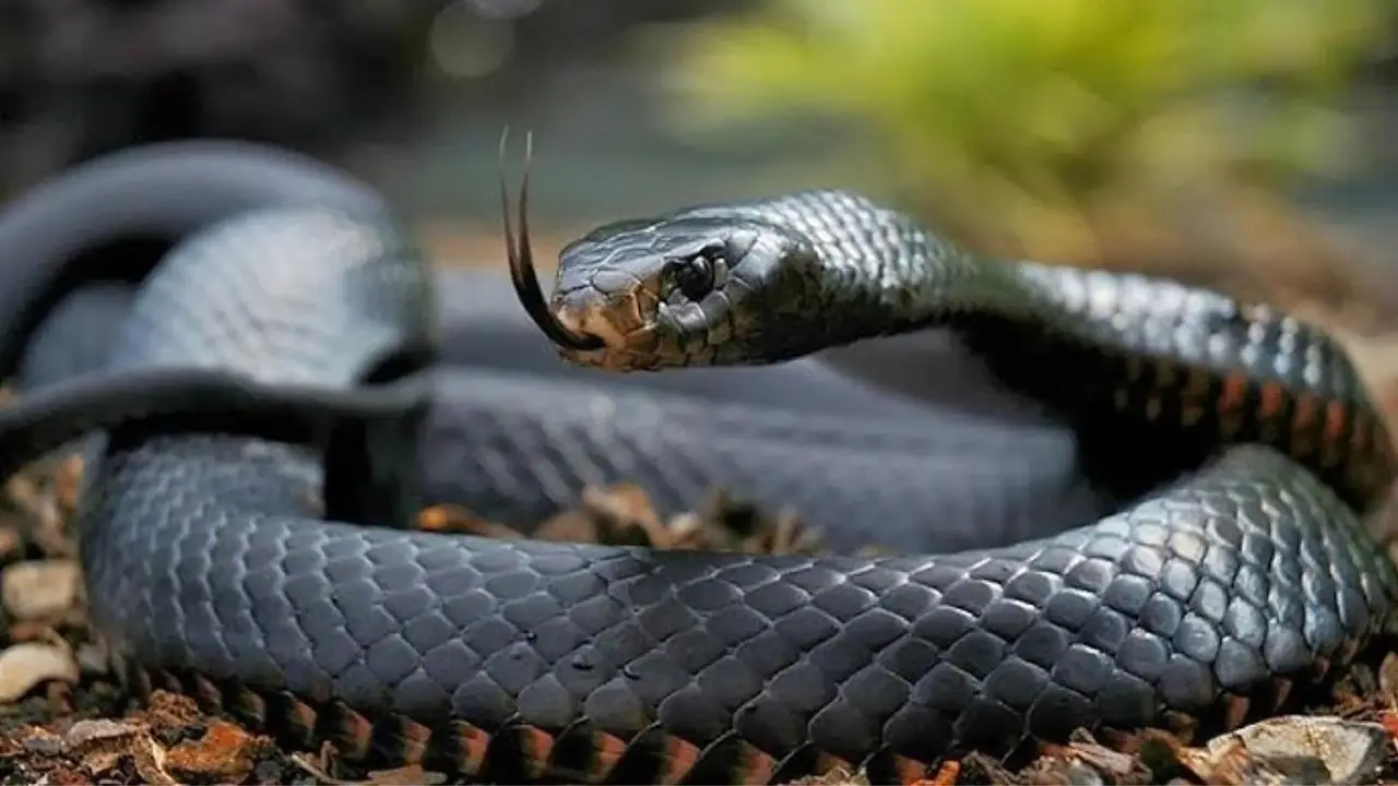 La llaman la serpiente más mortal del mundo y vive en África: cuál es