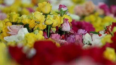 Floricultores colombianos apuestan a San Valentín entre aranceles, costos salariales y dólar barato Floricultores colombianos apuestan a San Valentín entre aranceles, costos salariales y dólar barato