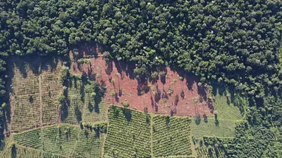 Control forestal y cuidado ambiental: Misiones intensifica acciones contra delitos ambientales Control forestal y cuidado ambiental: Misiones intensifica acciones contra delitos ambientales