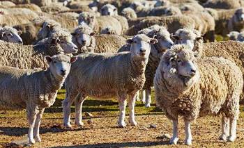 Sarna ovina en Santa Cruz: declararon la emergencia agropecuaria en la provincia | Sector agropecuario