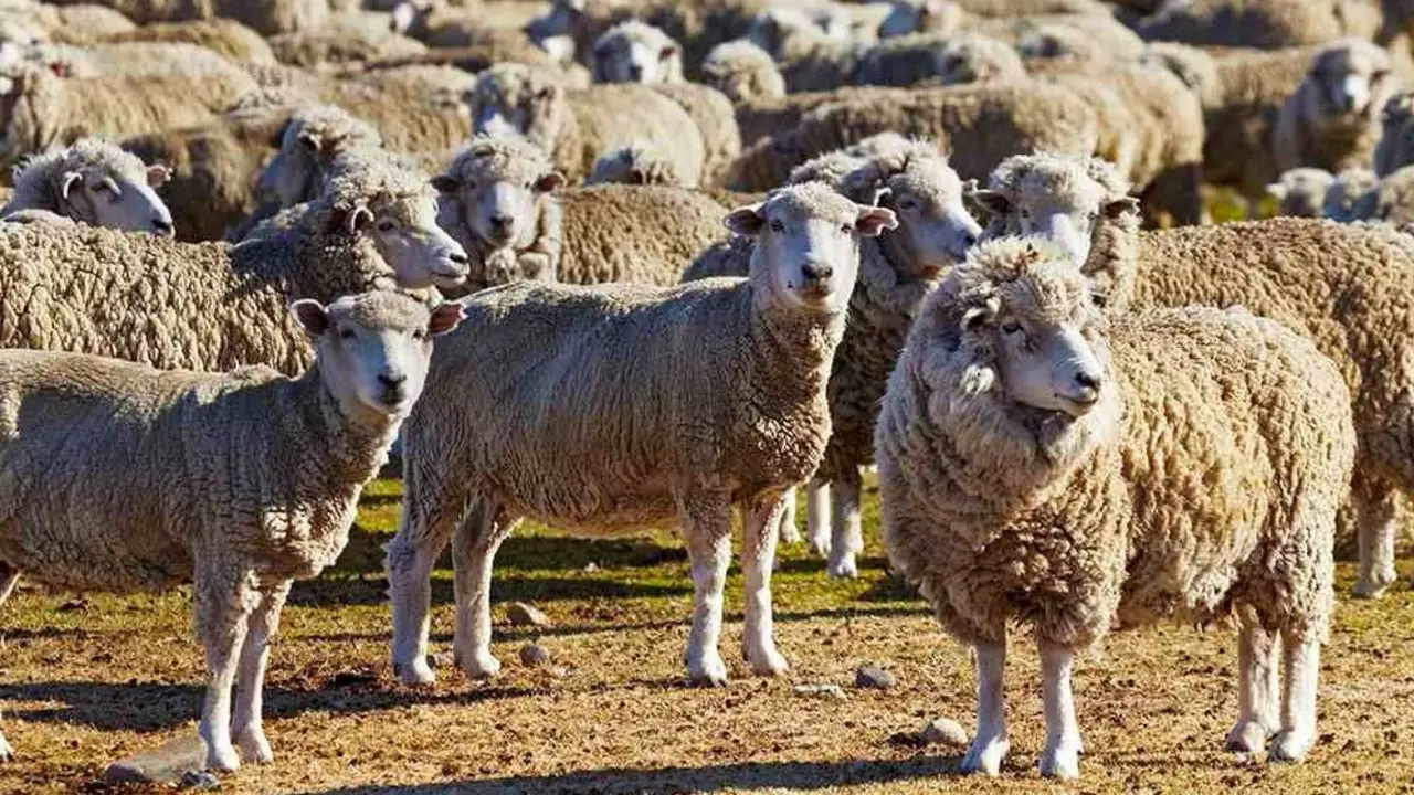 Prevención de la sarna ovina en Santa Cruz: Vidal declaró la emergencia agropecuaria en la provincia
