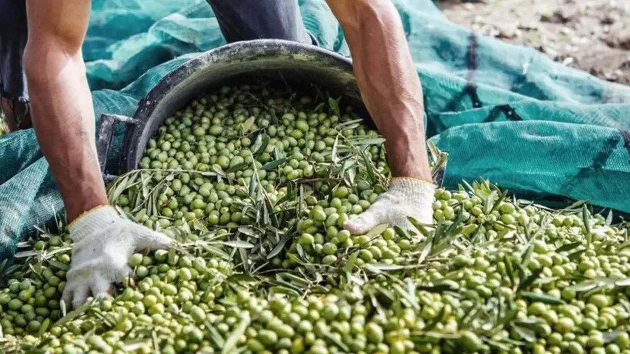 Sin acuerdo salarial en la cosecha de aceituna, UATRE confirmó medidas de fuerza: "Preocupación"