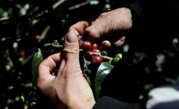 Exportaciones de café de Honduras se duplican en enero | Honduras