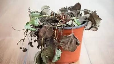 Cómo revivir una planta marchita. Cómo revivir una planta marchita.