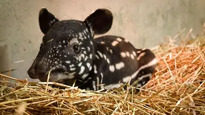 Tapir Malayo Tapir Malayo