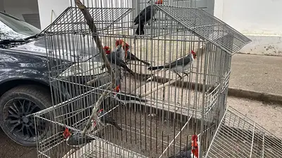 Aves en una jaula Aves en una jaula