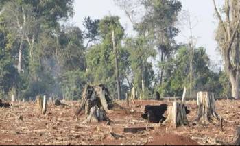 Nuevo guiño a Zdero: la Justicia ratificó la constitucionalidad de la Ley de Bosques | Chaco