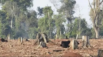 Nuevo guiño a Zdero: la Justicia ratificó la constitucionalidad de la Ley de Bosques en Chaco Nuevo guiño a Zdero: la Justicia ratificó la constitucionalidad de la Ley de Bosques en Chaco