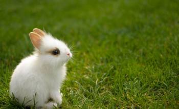 La RAE definió cómo se llama la cría del conejo | Animales
